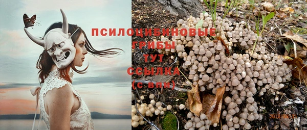 прущие грибы Алексеевка
