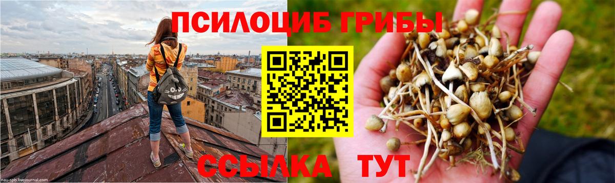 Шебекино  Псилоцибиновые грибы Psilocybe  Вход с VPN 